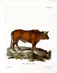 Kotieläin (värillinen kaiverrus)