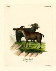 Kotivuohi (värillinen kaiverrus)