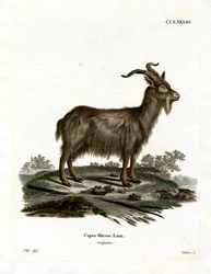 Kotivuohi (värillinen kaiverrus)
