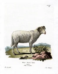 Kotieläinlammas (värillinen kaiverrus)