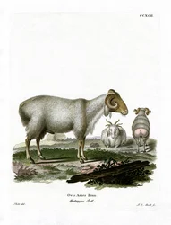 Kotieläinlammas (värillinen kaiverrus)