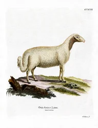 Kotieläinlammas (värillinen kaiverrus)