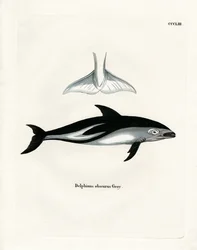 Dusky Dolphin (värillinen kaiverrus)