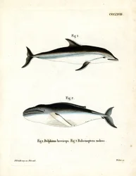 Dusky Dolphin (värillinen kaiverrus)