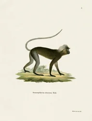 Dusky Leaf Monkey (värillinen kaiverrus)