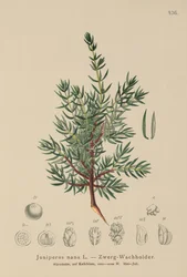 Kääpiökataja (Juniperus nana, Juniperus communis subsp. nana, Juniperus communis var. saxatilis)
