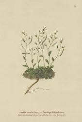 Dwarf Rockcress (Arabis pumila)