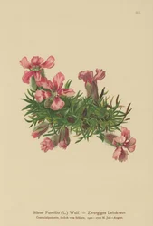 Kääpiösaippuamato (Silene Pumilio, Saponaria pumilia)