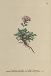 Kääpiö Valerian (Valeriana supina)