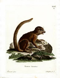 Eastern Woolly Lemur (värillinen kaiverrus)