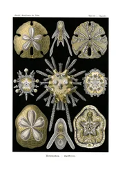 Uskalla Aichiin, 1899-1904