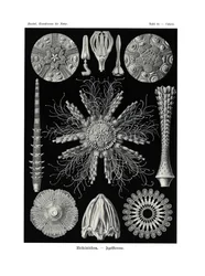 Uskalla Aichiin, 1899-1904