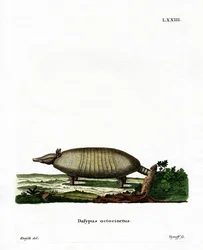 Kahdeksankaistainen armadillo (värillinen kaiverrus)