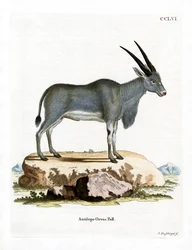 Eland Antelope (värillinen kaiverrus)