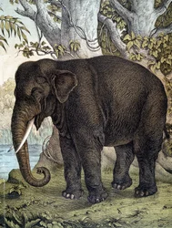 Elephant - julkaisussa "Nisäkkäiden luonnonhistoria", toim. Schreiber, München