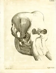 Elephant Skull (värillinen kaiverrus)