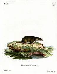 Eurasian Shrrew (värillinen kaiverrus)