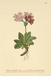 Euroopan alppihelokko (Primula spectabilis, Auriculastrum primula)