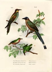 Eurooppalainen mehiläissyöjä, 1864