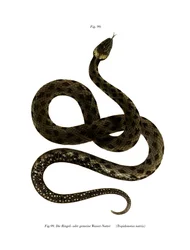European Grass Snake (väri litho)