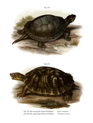 Euroopan lampikilpikonna (väri litho)