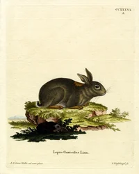 European Rabbit (värillinen kaiverrus)