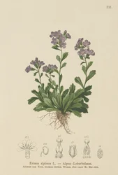 Keiju kettukäsine (Erinus alpinus)