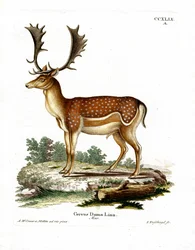 kuusihirvi (värillinen kaiverrus)