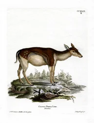 kuusihirvi (värillinen kaiverrus)