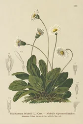 Väärä aster (Bellidiastrum Michellii)