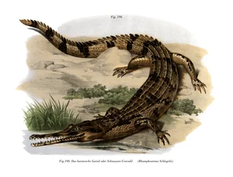 False Gharial (värijäsenet)