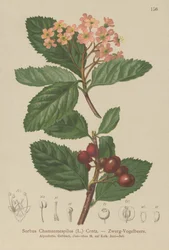 Väärä mispeli (Sorbus chamaemespilus)