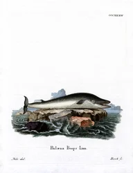 Fin Whale (värillinen kaiverrus)