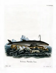Fin Whale (värillinen kaiverrus)