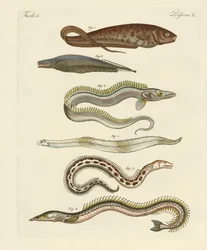 Kala (värillinen kaiverrus)