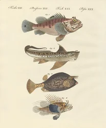 Kala, jolla on outo muoto