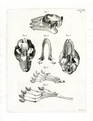 Flying Lemur Skull (värillinen kaiverrus)
