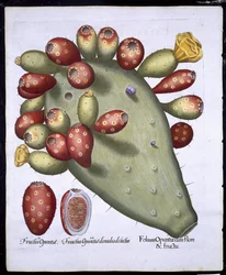 Folium Opuntia Basil Beslerin (1561-1629) pubista Hortus Eystettensis. 1613 (käsinvärinen kaiverrus)