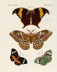 Ulkomaisia perhosia
