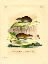 Metsäkärpäs (värillinen kaiverrus)