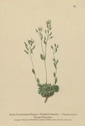 Kylmä Whitlow-ruoho (Draba Traunsteineri, Draba frigida)