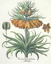 Fritillary: Crown of Imperial flowers, kirjoittanut Basil Besler (1561-1629), pub. 1613