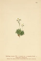 uurteinen saksifrage (Saxifraga exarata, Saxifraga exarata var. compacta, Saxifraga exarata ssp. moschata)