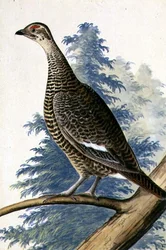 Game Bird, n. 1740 (akvarelli paperille)