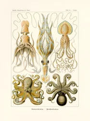 Gamo, 1899-1904