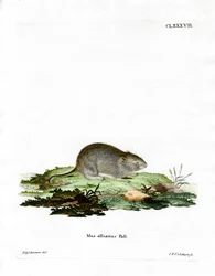 Valkosipulihiiri (värillinen kaiverrus)