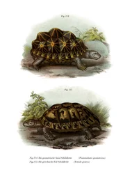 Geometrinen kilpikonna (väri litho)