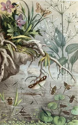 Saksalaiset vesihyönteiset ja vesijuoksijat, levy teoksesta "Brehms Tierleben: Allgemeine Kunde des Tierreichs", vol.9, s.33, julkaistu bz Bibliographisches Institut.