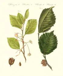 Saksalaiset puut