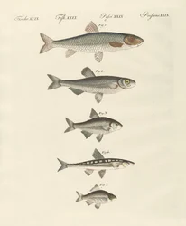 Saksalainen jokikala